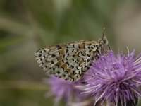 Melitaea didyma 36, Tweekleurige parelmoervlinder, Saxifraga-Jan van der Straaten