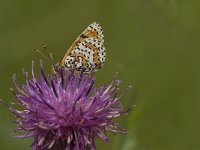 Melitaea didyma 38, Tweekleurige parelmoervlinder, male, Saxifraga-Jan van der Straaten