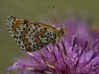 Melitaea didyma 39, Tweekleurige parelmoervlinder, male, Saxifraga-Jan van der Straaten