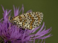 Melitaea didyma 40, Tweekleurige parelmoervlinder, Saxifraga-Jan van der Straaten