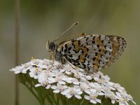 Melitaea didyma 45, Tweekleurige parelmoervlinder, Saxifraga-Willem van Kruijsbergen