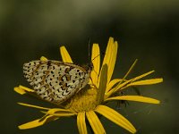 Melitaea didyma 48, Tweekleurige parelmoervlinder, female, Saxifraga-Jan van der Straaten