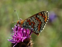 Melitaea didyma 5, Tweekleurige parelmoervlinder, male, Saxifraga-Jan van der Straaten