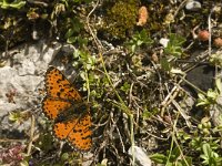 Melitaea didyma 50, Tweekleurige parelmoervlinder, male, Saxifraga-Jan van der Straaten