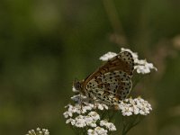 Melitaea didyma 51, Tweekleurige parelmoervlinder, Saxifraga-Jan van der Straaten