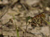 Melitaea didyma 52, Tweekleurige parelmoervlinder, male, Saxifraga-Jan van der Straaten