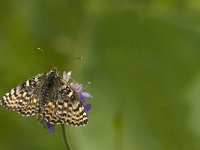 Melitaea didyma 53, Tweekleurige parelmoervlinder, female, Saxifraga-Jan van der Straaten