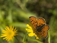 Melitaea didyma 56, Tweekleurige parelmoervlinder, male, Saxifraga-Jan van der Straaten