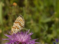 Melitaea didyma 57, Tweekleurige parelmoervlinder, Saxifraga-Jan van der Straaten