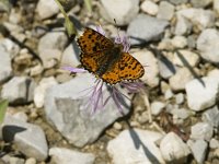 Melitaea didyma 6, Tweekleurige parelmoervlinder, male, Saxifraga-Jan van der Straaten