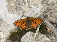 Melitaea didyma 64, Tweekleurige parelmoervlinder, Saxifraga-Willem van Kruijsbergen