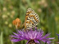 Melitaea didyma 66, Tweekleurige parelmoervlinder, Saxifraga-Willem van Kruijsbergen