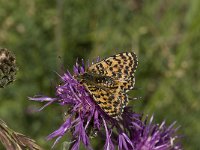 Melitaea didyma 67, Tweekleurige parelmoervlinder, Saxifraga-Willem van Kruijsbergen