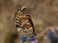 Melitaea didyma 69, Tweekleurige parelmoervlinder, Saxifraga-Marijke Verhagen