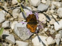 Melitaea didyma 7, Tweekleurige parelmoervlinder, male, Saxifraga-Jan van der Straaten