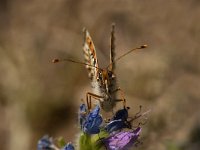 Melitaea didyma 70, Tweekleurige parelmoervlinder, Saxifraga-Marijke Verhagen