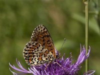 Melitaea didyma 73, Tweekleurige parelmoervlinder, Saxifraga-Marijke Verhagen