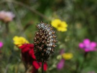 Melitaea didyma 75, Tweekleurige parelmoervlinder, Saxifraga-Kars Veling