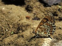 Melitaea didyma 8, Tweekleurige parelmoervlinder, Vlinderstichting-Kars Veling