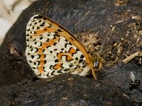 Melitaea didyma ssp meridionalis 20, Tweekleurige parelmoervlinder, female, Saxifraga-Marijke Verhagen