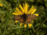 Melitaea didyma ssp meridionalis 21, Tweekleurige parelmoervlinder, female, Saxifraga-Jan van der Straaten