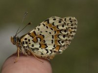 Melitaea didyma ssp meridionalis 22, Tweekleurige parelmoervlinder, female, Saxifraga-Marijke Verhagen