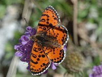 Melitaea didyma ssp meridionalis 24, Tweekleurige parelmoervlinder, male, Saxifraga-Jan van der Straaten