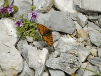 Melitaea didyma ssp meridionalis 29, Tweekleurige parelmoervlinder, Saxifraga-Jan van der Straaten