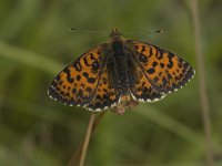 Melitaea didyma ssp meridionalis 30, Tweekleurige parelmoervlinder, Saxifraga-Marijke Verhagen