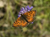 Melitaea didyma ssp meridionalis 41, Tweekleurige parelmoervlinder, male, Saxifraga-Jan van der Straaten