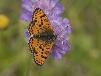 Melitaea didyma ssp meridionalis 43, Tweekleurige parelmoervlinder, male, Saxifraga-Jan van der Straaten