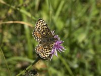 Melitaea didyma ssp meridionalis 44, Tweekleurige parelmoervlinder, female, Saxifraga-Jan van der Straaten