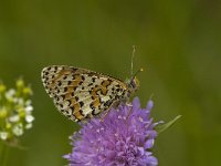 Melitaea didyma ssp meridionalis 59, Tweekleurige parelmoervlinder, female, Saxifraga-Jan van der Straaten