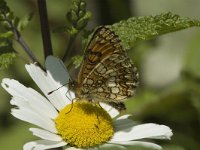 Melitaea parthenoides 10, Westelijke parelmoervlinder, male, Saxifraga-Jan van der Straaten