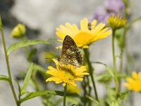 Melitaea parthenoides 11, Westelijke parelmoervlinder, male, Saxifraga-Jan van der Straaten