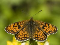 Melitaea parthenoides 14, Westelijke parelmoervlinder, male, Saxifraga-Marijke Verhagen