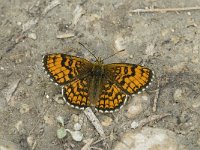 Melitaea parthenoides 15, Westelijke parelmoervlinder, male, Saxifraga-Jan van der Straaten