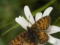 Melitaea parthenoides 16, Westelijke parelmoervlinder, male, Saxifraga-Marijke Verhagen