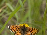 Melitaea parthenoides 18, Westelijke parelmoervlinder, Vlinderstichting-Henk Bosma