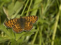 Melitaea parthenoides 19, Westelijke parelmoervlinder, Saxifraga-Jan van der Straaten