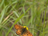 Melitaea parthenoides 20, Westelijke parelmoervlinder, Vlinderstichting-Henk Bosma