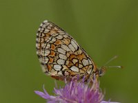 Melitaea parthenoides 21, Westelijke parelmoervlinder, Saxifraga-Arthur van Dijk