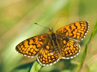 Butterfly Warming its Wings in the Sun  Beautiful Wild Meadow Fritillary Butterfly (melitaea parthenoides) - Feeding on Flowers : Meadow Fritillary, animal, appealing, attractive, background, beautiful, beauty, butterfly, calm, closeup, color, colorful, elegant, environment, europe, european, fauna, flower, fritillary, garden, giant, good, gorgeous, green, insect, looking, lovely, macro, magnificent, melitaea, melitaea parthenoides, natural, nature, nice, pattern, petals, pretty, serenity, silence, spring, striking, stunning, summer, wild, wildlife