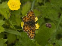 Melitaea parthenoides 23, Westelijke parelmoervlinder, male, Saxifraga-Jan van der Straaten