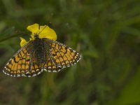 Melitaea parthenoides 24, Westelijke parelmoervlinder, female, Saxifraga-Jan van der Straaten