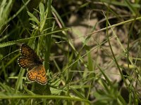 Melitaea parthenoides 25, Westelijke parelmoervlinder, Saxifraga-Jan van der Straaten