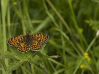 Melitaea parthenoides 27, Westelijke parelmoervlinder, Saxifraga-Jan van der Straaten