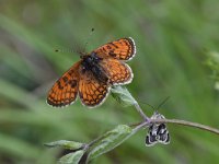 Melitaea parthenoides 29, Westelijke parelmoervlinder 01, Saxifraga-Luuk Vermeer