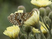 Melitaea parthenoides 31, Westelijke parelmoervlinder, Saxifraga-Willem van Kruijsbergen,