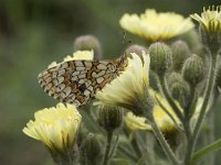 Melitaea parthenoides 32, Westelijke parelmoervlinder, Saxifraga-Willem van Kruijsbergen,